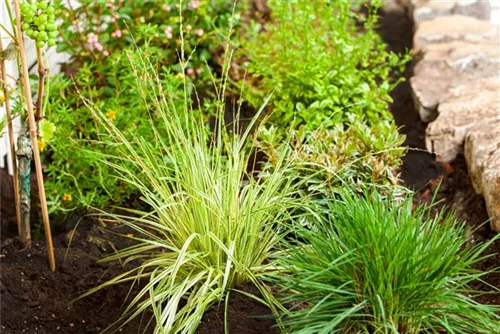 Gestreiftes Garten-Pfeifengras - Molinia caerulea 'Variegata'