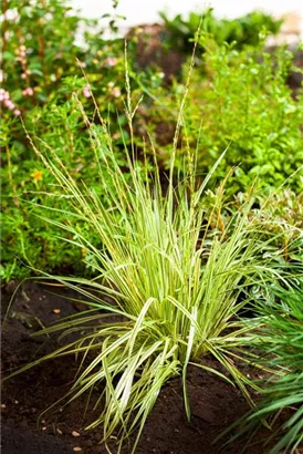 Gestreiftes Garten-Pfeifengras - Molinia caerulea 'Variegata'