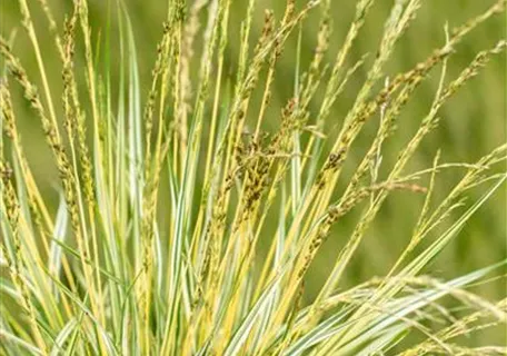 Molinia caerulea 'Variegata' - Gestreiftes Garten-Pfeifengras