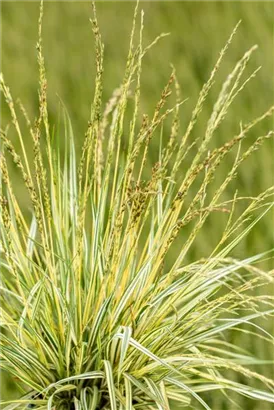 Gestreiftes Garten-Pfeifengras - Molinia caerulea 'Variegata'