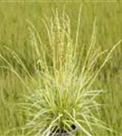 Gestreiftes Garten-Pfeifengras - Molinia caerulea 'Variegata'