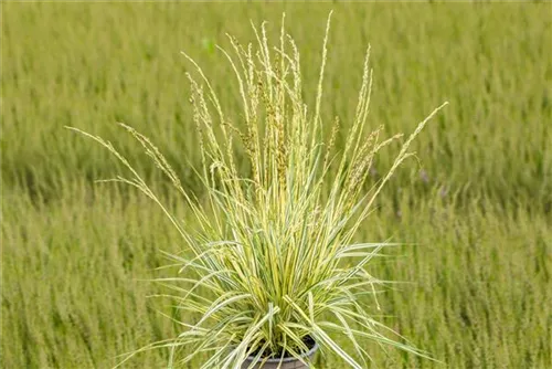 Gestreiftes Garten-Pfeifengras - Molinia caerulea 'Variegata'