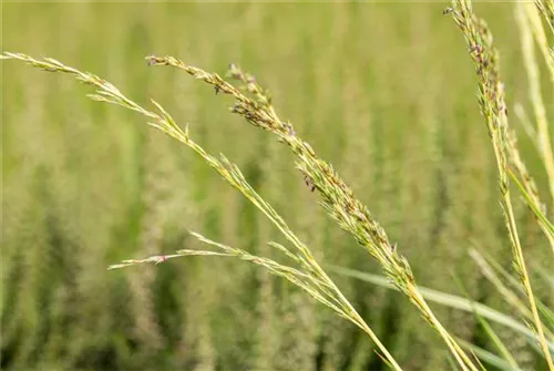 Gestreiftes Garten-Pfeifengras - Molinia caerulea 'Variegata'