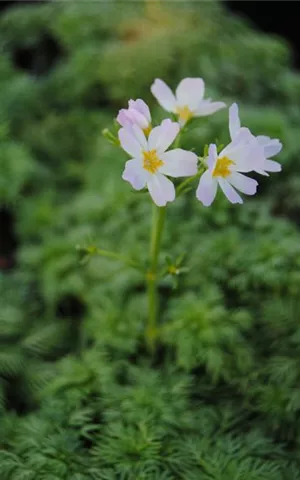 Hottonia palustris