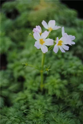 Wasserfeder - Hottonia palustris