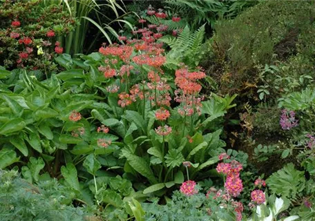 Primula x bullesiana - Garten-Etagen-Schlüsselblume