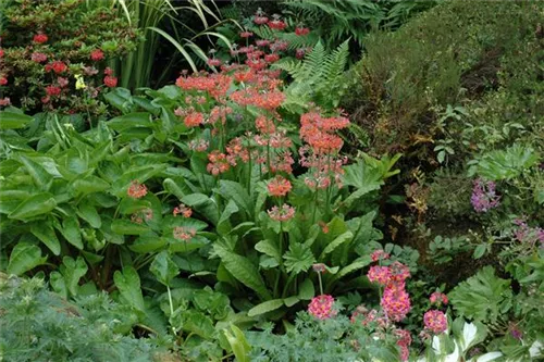 Garten-Etagen-Schlüsselblume - Primula x bullesiana