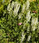 Garten-Blüten-Salbei - Salvia nemorosa 'Adrian'