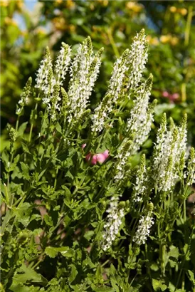 Garten-Blüten-Salbei - Salvia nemorosa 'Adrian'