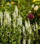 Garten-Blüten-Salbei - Salvia nemorosa 'Adrian'