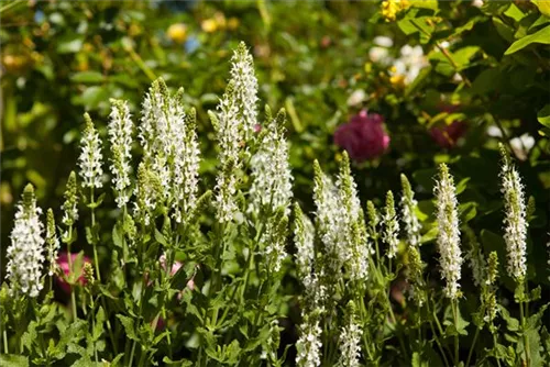 Garten-Blüten-Salbei - Salvia nemorosa 'Adrian'