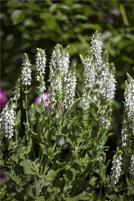 Garten-Blüten-Salbei - Salvia nemorosa 'Adrian'