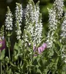 Garten-Blüten-Salbei - Salvia nemorosa 'Adrian'