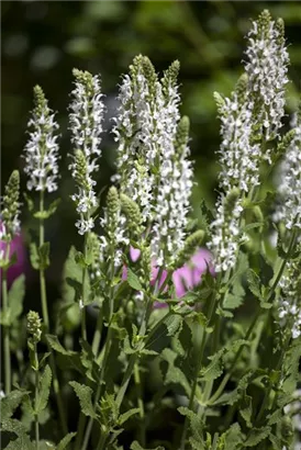 Garten-Blüten-Salbei - Salvia nemorosa 'Adrian'