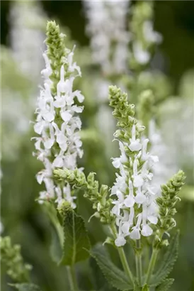 Garten-Blüten-Salbei - Salvia nemorosa 'Adrian'