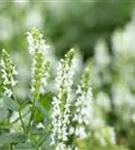 Garten-Blüten-Salbei - Salvia nemorosa 'Adrian'