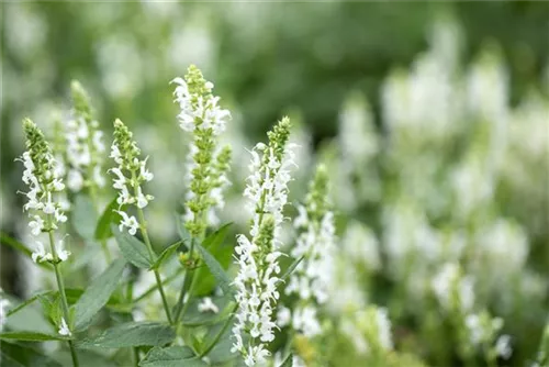 Garten-Blüten-Salbei - Salvia nemorosa 'Adrian'