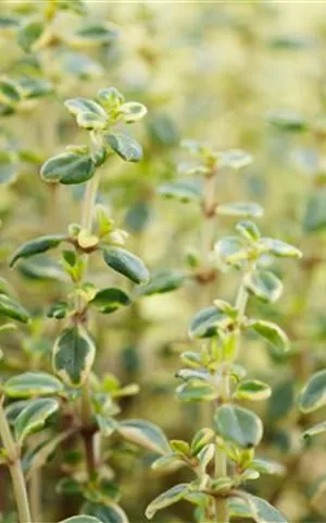 Thymus comosus 'Doone Valley'