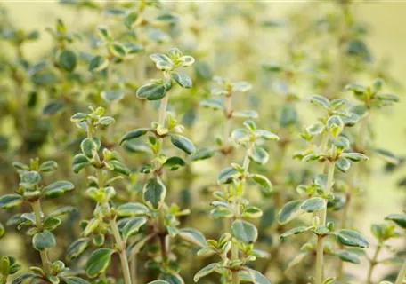 Thymus comosus 'Doone Valley' - Schopfiger Garten-Thymian