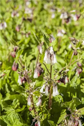 Kleiner Kaukasus-Beinwell - Symphytum grandiflorum