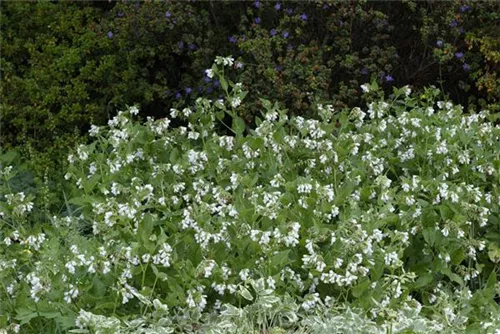 Kleiner Kaukasus-Beinwell - Symphytum grandiflorum