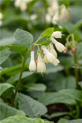 Kleiner Kaukasus-Beinwell - Symphytum grandiflorum