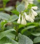 Kleiner Kaukasus-Beinwell - Symphytum grandiflorum