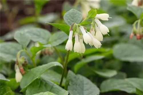 Kleiner Kaukasus-Beinwell - Symphytum grandiflorum