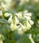 Kleiner Kaukasus-Beinwell - Symphytum grandiflorum