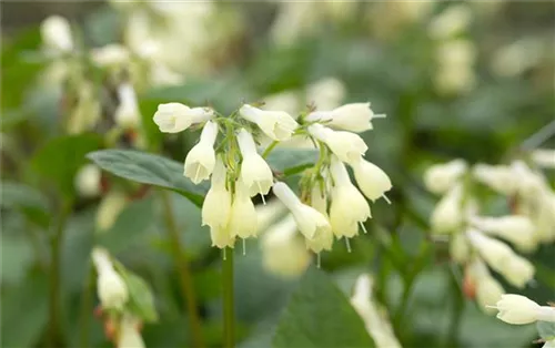 Kleiner Kaukasus-Beinwell - Symphytum grandiflorum