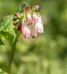 Kleiner Kaukasus-Beinwell - Symphytum grandiflorum