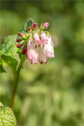 Kleiner Kaukasus-Beinwell - Symphytum grandiflorum