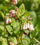 Kleiner Kaukasus-Beinwell - Symphytum grandiflorum