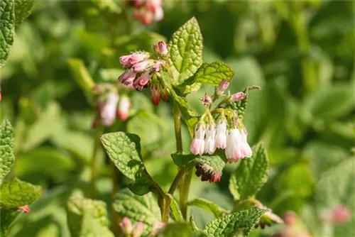 Kleiner Kaukasus-Beinwell - Symphytum grandiflorum