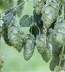 Wilder Hopfen - Humulus lupulus