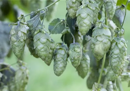 Humulus lupulus - Wilder Hopfen