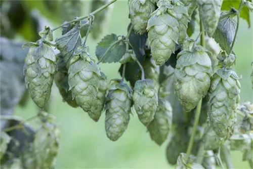 Wilder Hopfen - Humulus lupulus