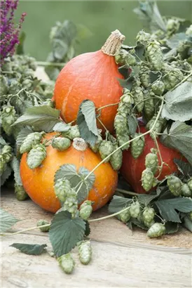 Wilder Hopfen - Humulus lupulus