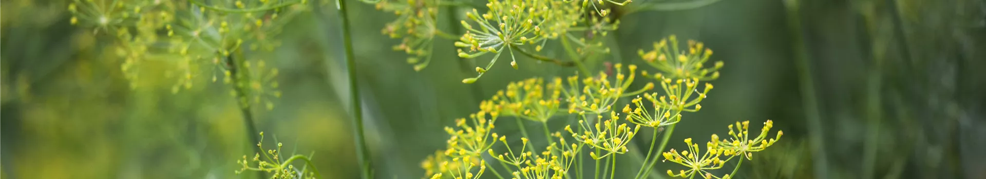 Kräuter im Garten