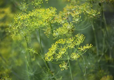 Kräuter im Garten