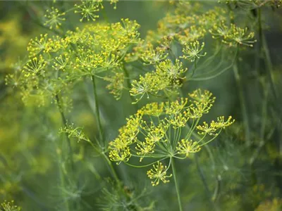 Kräuter im Garten