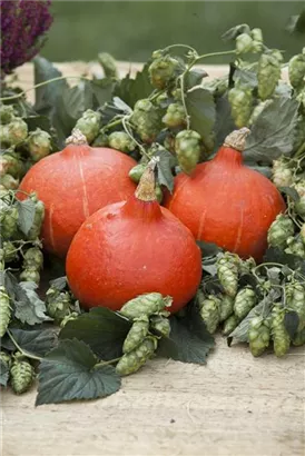 Wilder Hopfen - Humulus lupulus