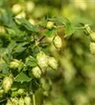 Wilder Hopfen - Humulus lupulus