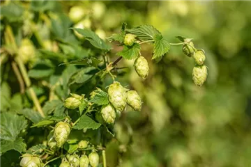 Humulus - Hopfen