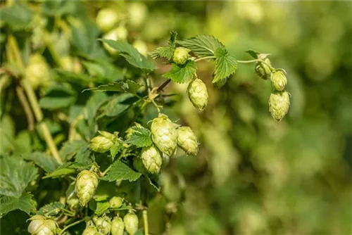 Wilder Hopfen - Humulus lupulus