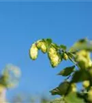 Wilder Hopfen - Humulus lupulus