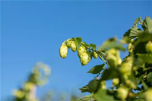 Wilder Hopfen - Humulus lupulus