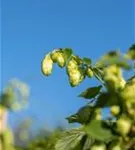 Wilder Hopfen - Humulus lupulus