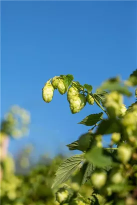 Wilder Hopfen - Humulus lupulus