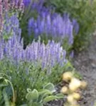 Garten-Blüten-Salbei - Salvia nemorosa 'Amethyst'